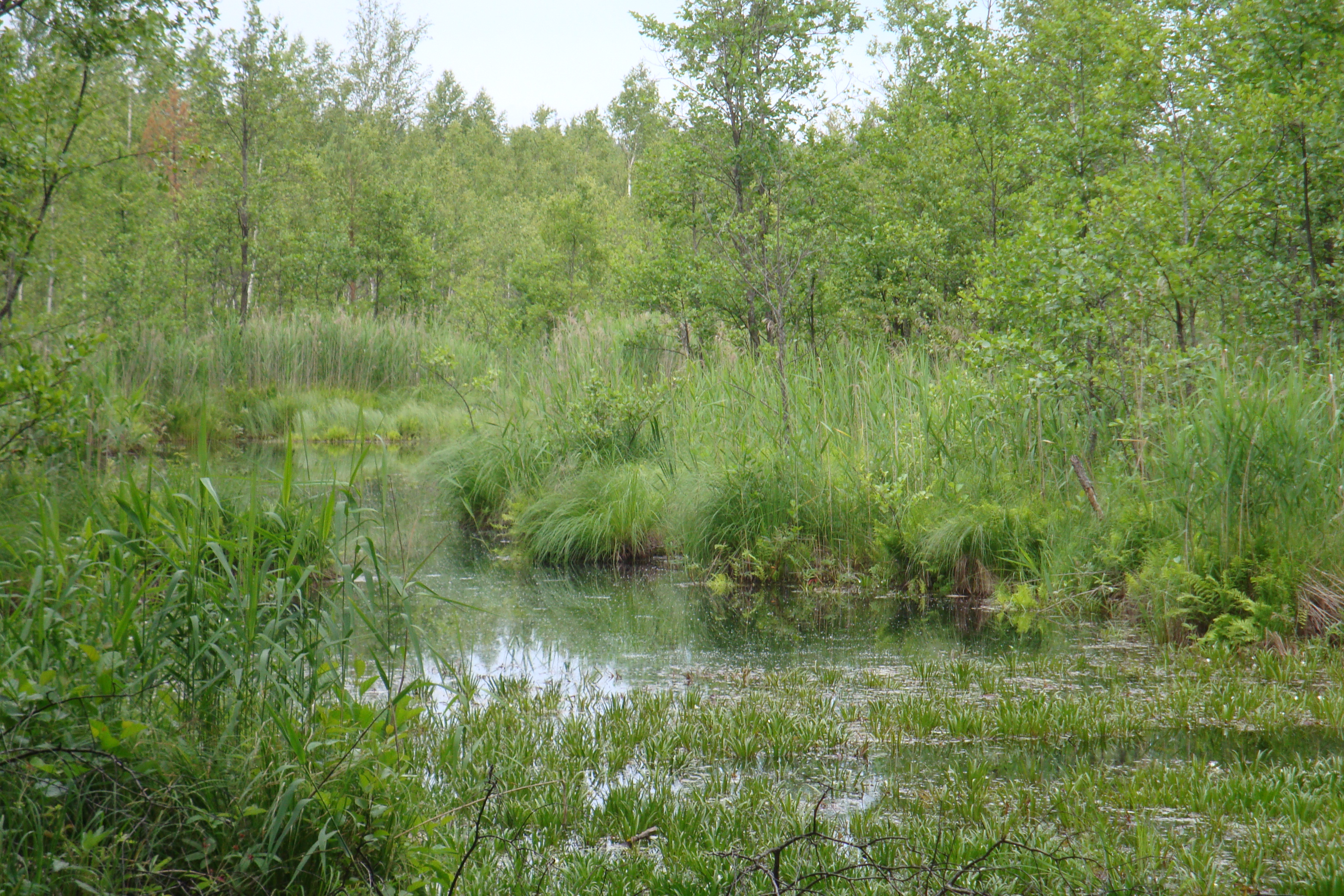 Drozbitka-Svina site